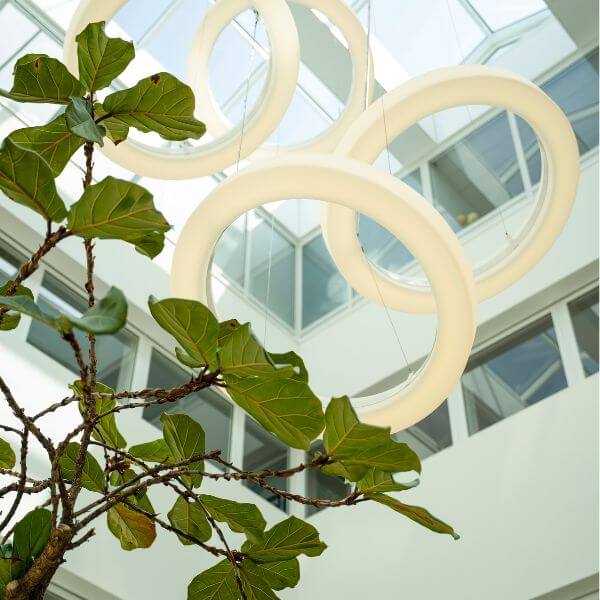 acolad office architecture and plants